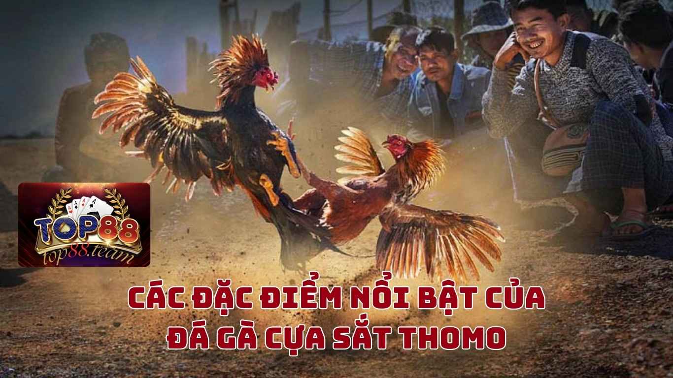 Các Đặc Điểm Nổi Bật Của Đá Gà Cựa Sắt Thomo Tại Top88